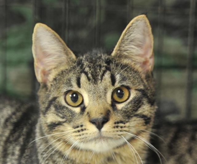Pets that need homes Zorro